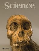 Cranium of Australopithecus Sediba