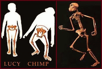 Lucy-Chimp-Skeleton